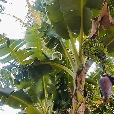 Pe De Pitanga - Unica Casa Arborizada Do Quarteirao Com Arvores Frutiferas Maringá Buitenkant foto