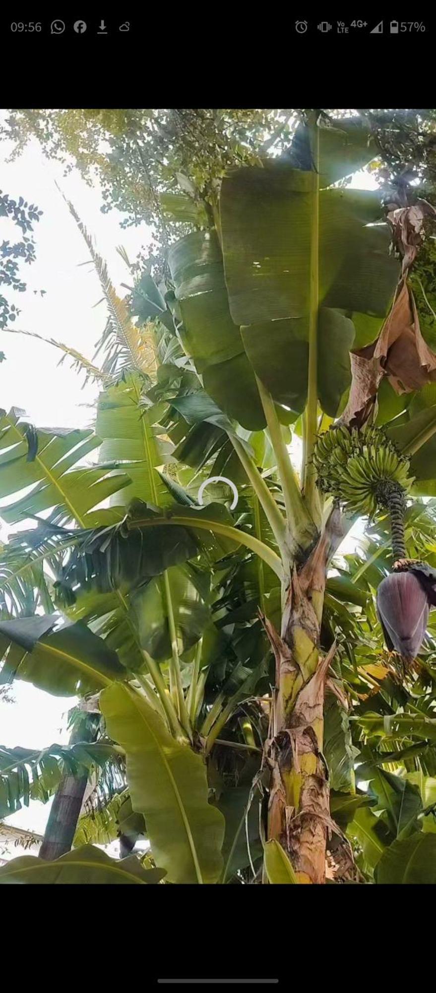 Pe De Pitanga - Unica Casa Arborizada Do Quarteirao Com Arvores Frutiferas Maringá Buitenkant foto